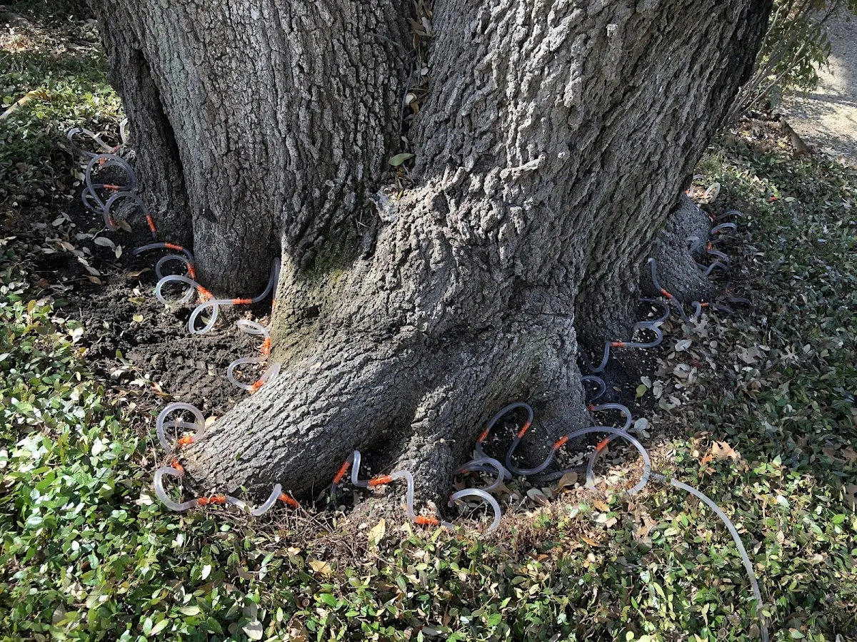 Detailed Tree Cabling and Bracing job site in Valley Ford
