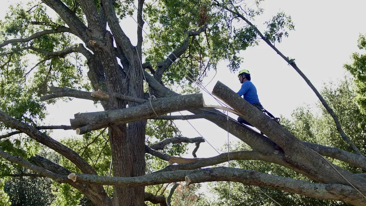 Professional Crown Thinning performed by certified arborists in Valley Ford